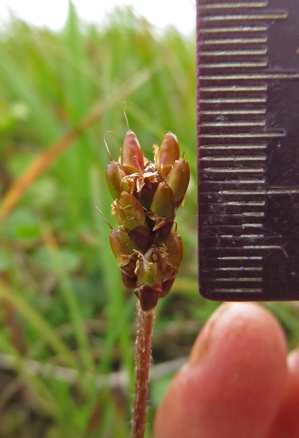 Изображение особи Plantago macrocarpa.