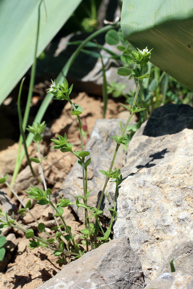 Изображение особи Arenaria serpyllifolia.