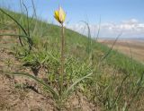 Tulipa australis. Цветущее растение. Краснодарский край, м/о Анапа, окр. станицы Благовещенская, Витязевский лиман, песчано-глиняный холм. 05.04.2015.