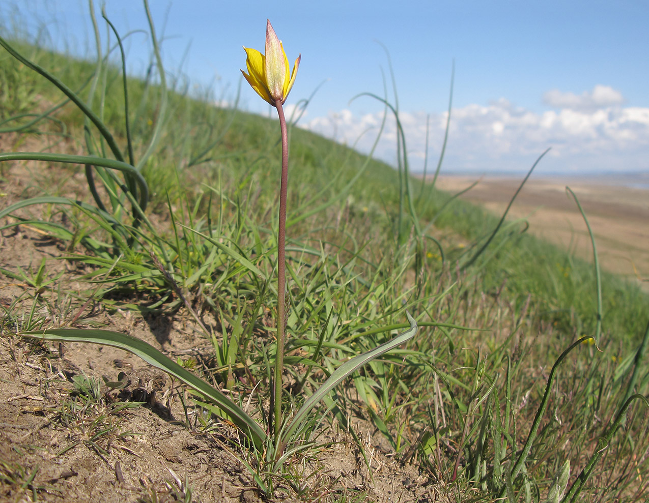 Изображение особи Tulipa australis.