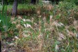 Hordeum murinum