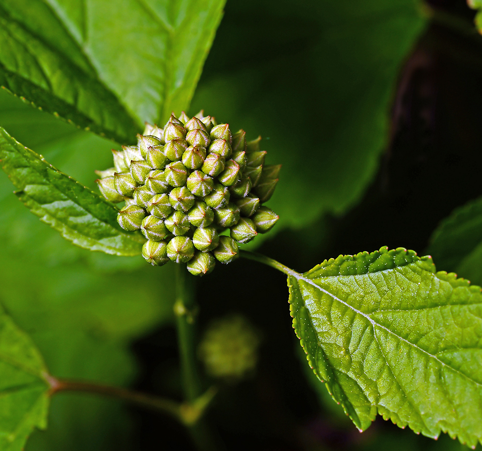 Image of Physocarpus opulifolius specimen.