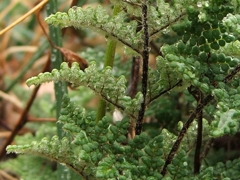 Изображение особи Oeosporangium persicum.