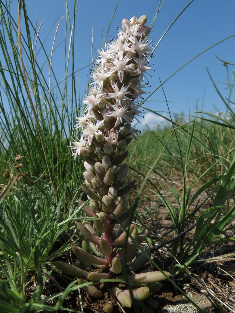 Image of Orostachys fimbriata specimen.