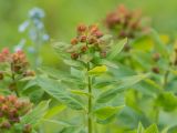 Euphorbia macroceras. Верхушки побегов с соцветиями. Адыгея, Майкопский р-н, плато Лаго-Наки, хр. Каменное море. 19.07.2015.