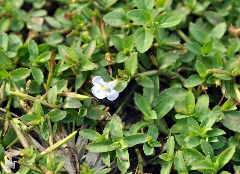 Изображение особи Lindernia antipoda.