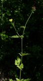 Geum urbanum