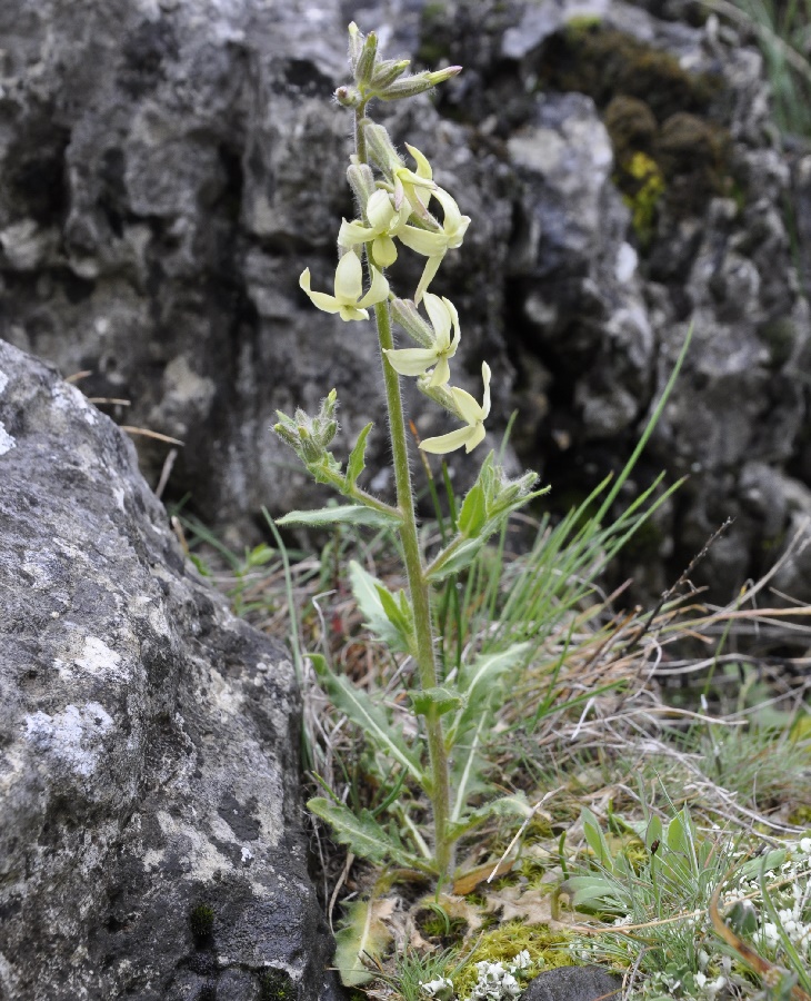 Image of Hesperis laciniata specimen.