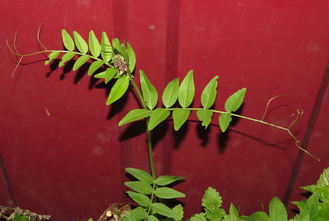 Image of Vicia sepium specimen.