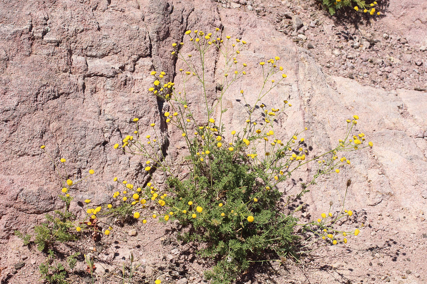 Image of Tanacetopsis submarginata specimen.