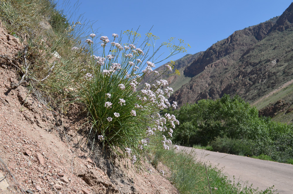 Image of Allium oreoprasum specimen.