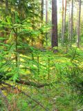 Picea abies