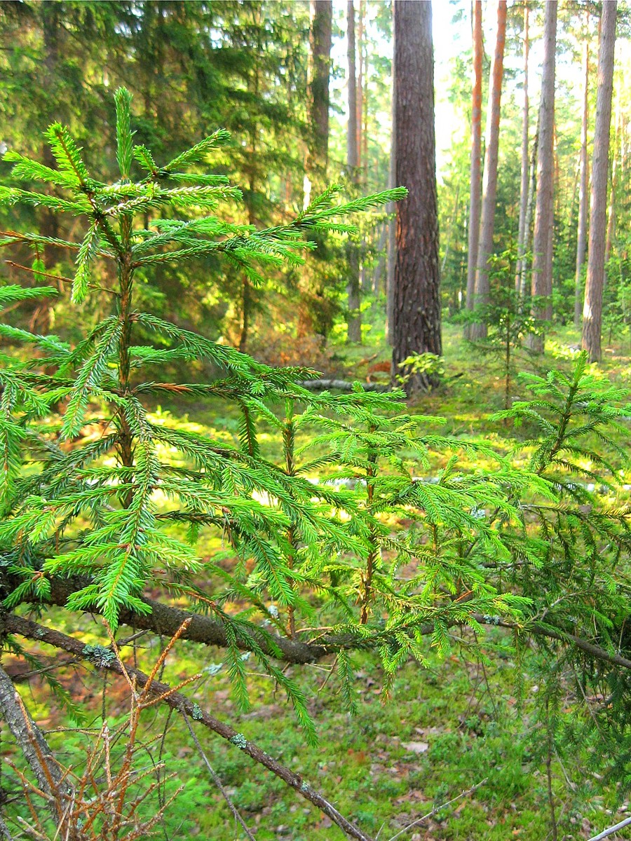 Image of Picea abies specimen.