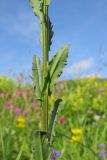 Erysimum cuspidatum. Часть побега. Адыгея, Кавказский биосферный заповедник, склон горы Абадзеш, выс. ≈ 2100 м н.у.м., субальпийский луг. 28.06.2015.