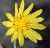 Tragopogon podolicus. Соцветие-корзинка. Украина, Ровенская обл., Заречнянский р-н, с. Млын, остров на р. Припять, дюна. 28 июля 2008 г.