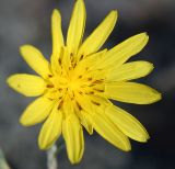 Tragopogon podolicus