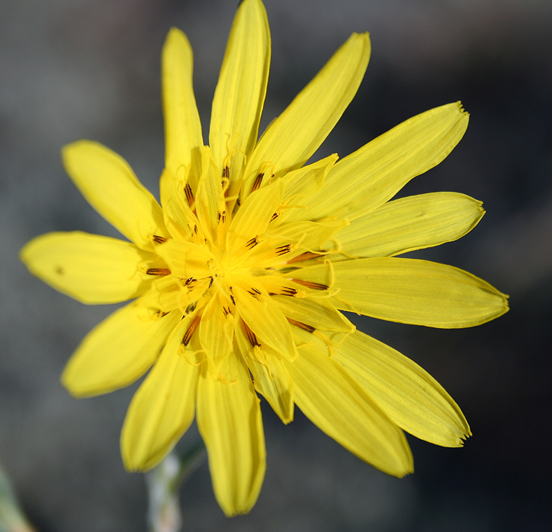 Image of Tragopogon podolicus specimen.