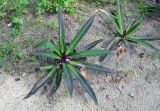 Rhoeo spathacea
