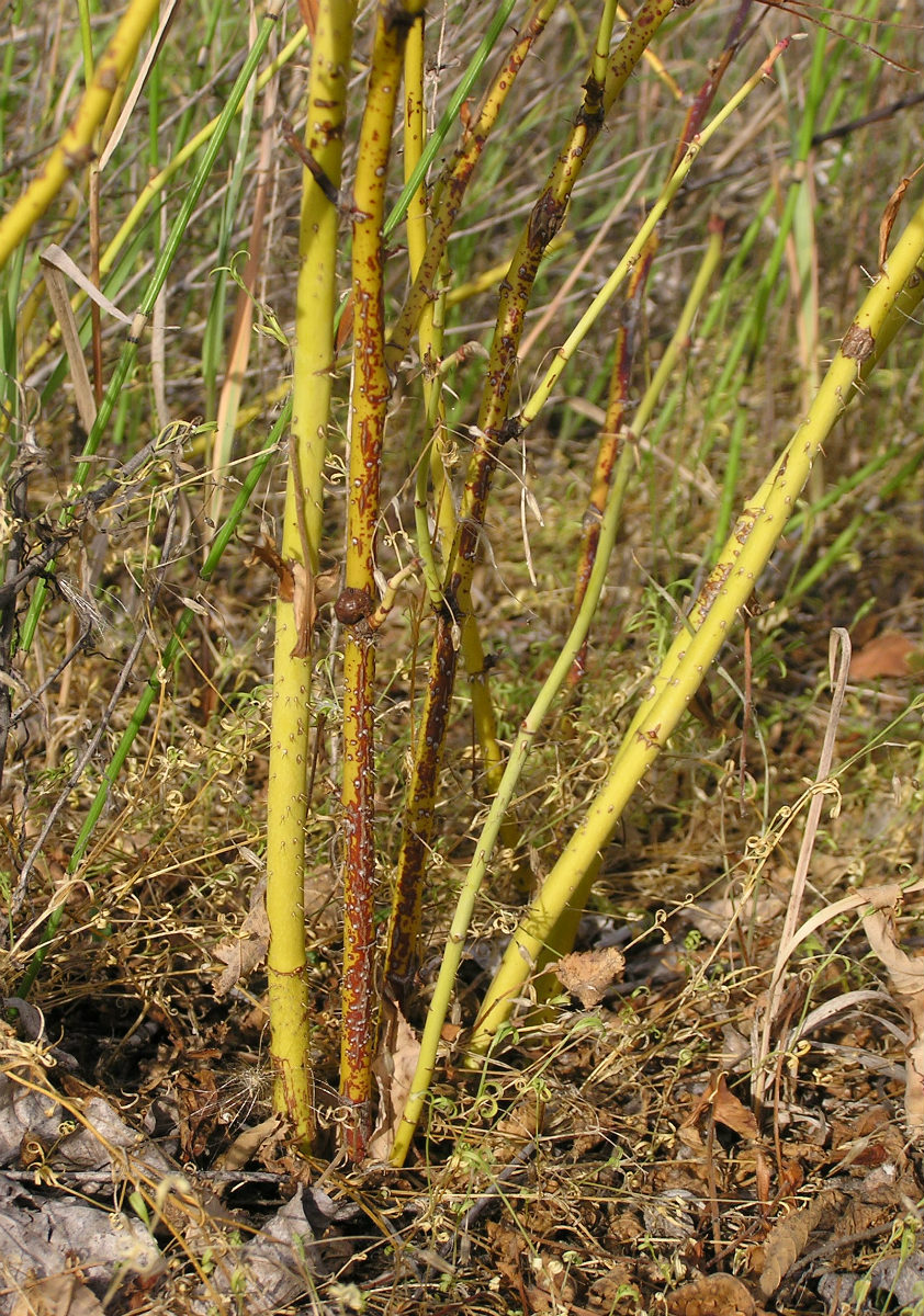 Image of Rosa cinnamomea specimen.