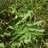 Pastinaca sylvestris