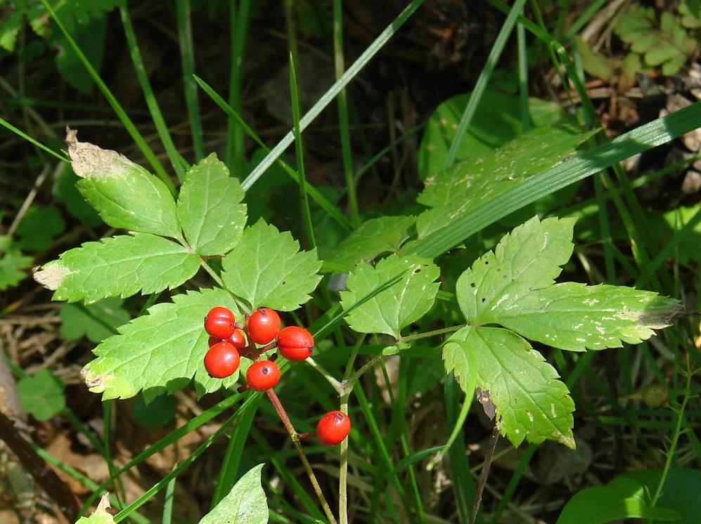 Image of Actaea erythrocarpa specimen.