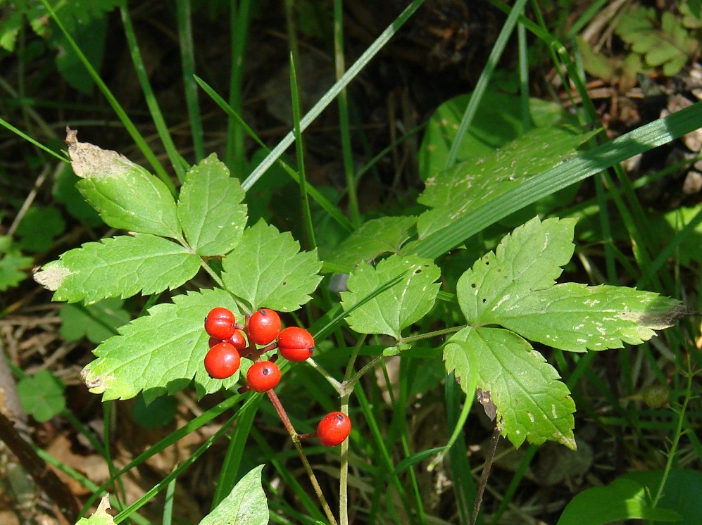 Изображение особи Actaea erythrocarpa.