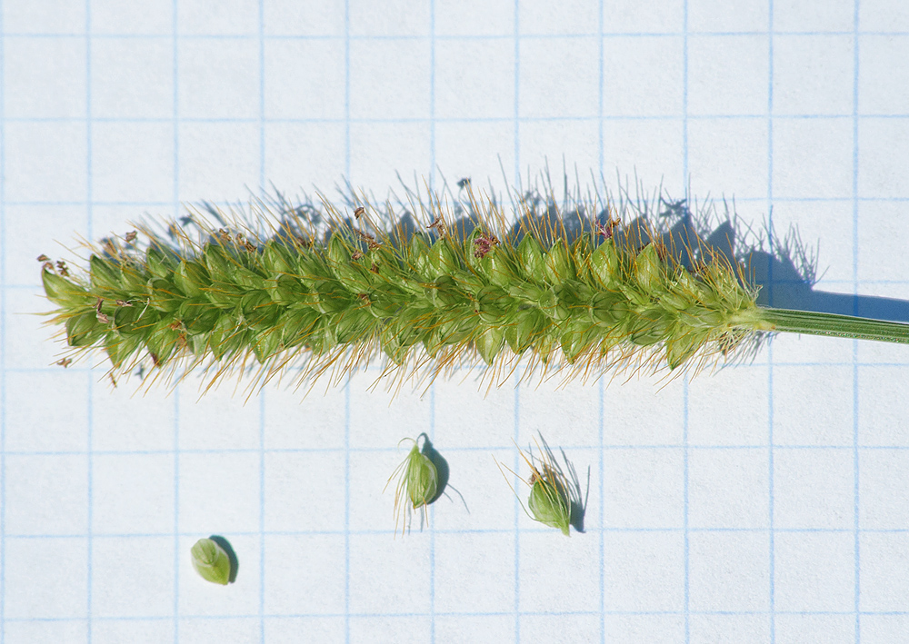 Image of Setaria pumila specimen.