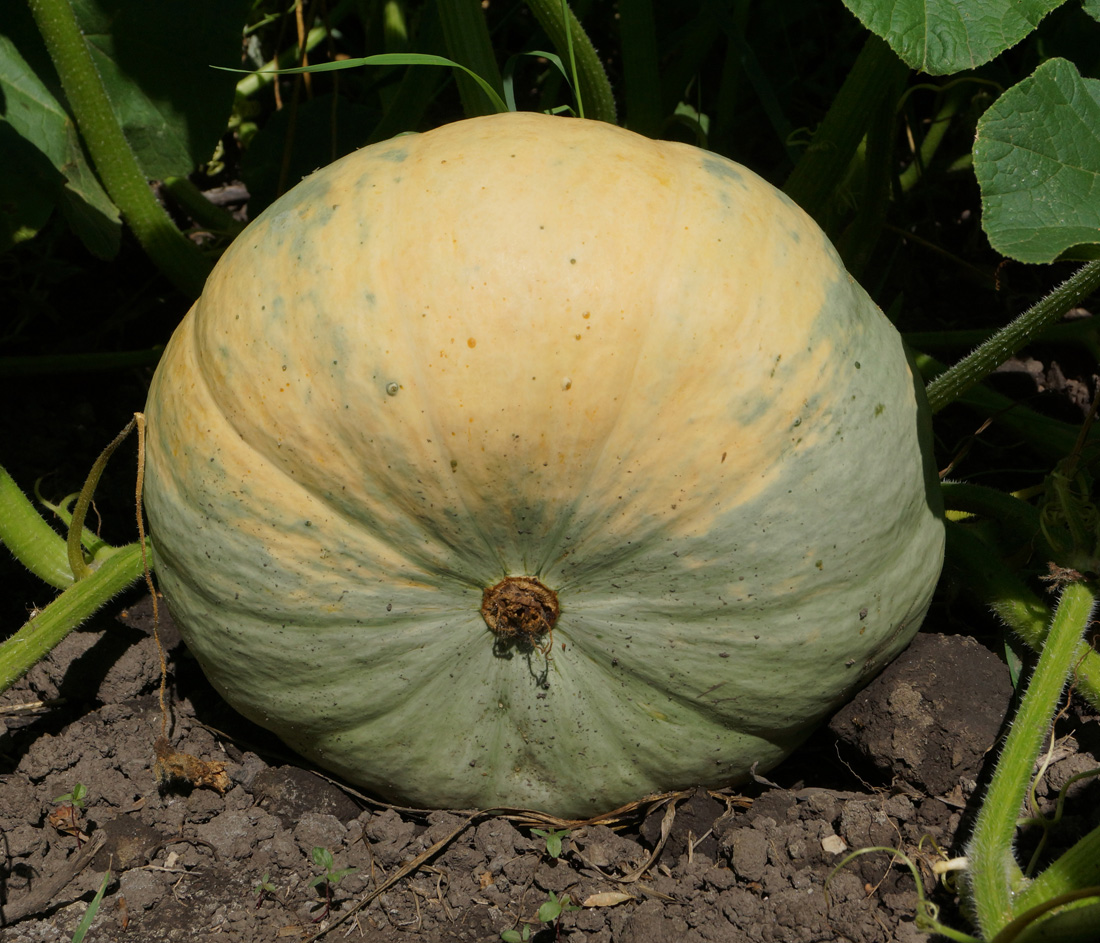 Изображение особи Cucurbita maxima.