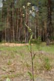 Erigeron acris. Верхушка цветущего растения. Ленинградская обл., Лужский р-н, 136 км шоссе М-20, поляна в сухом травяном сосняке. 02.07.2015.