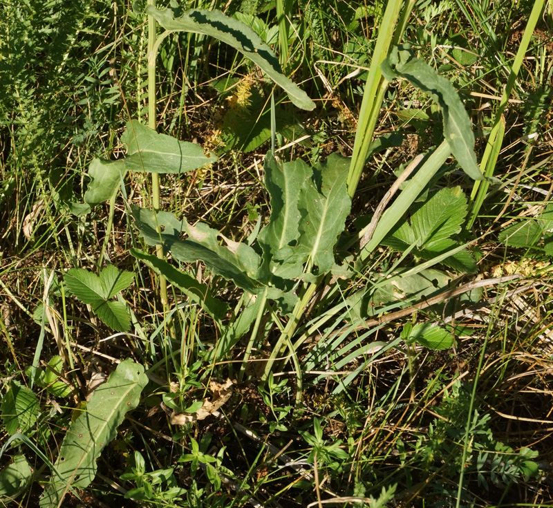 Image of Rumex acetosa specimen.