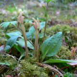 Calypso bulbosa. Растение с бутонами. Свердловская обл., окр. г. Североуральск. 19.05.2007.