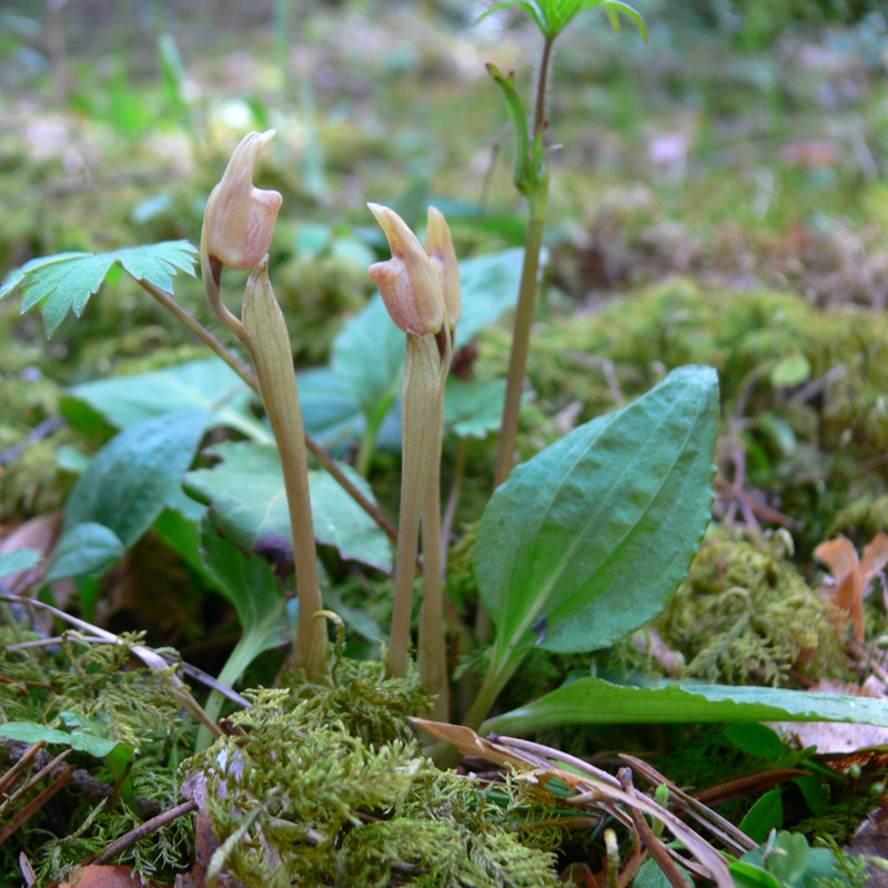 Image of Calypso bulbosa specimen.