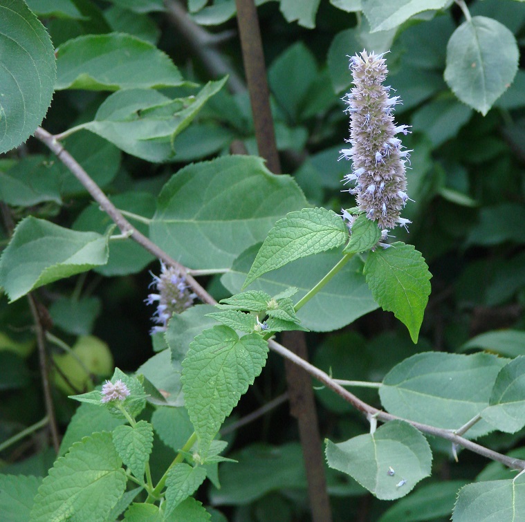 Image of Agastache rugosa specimen.