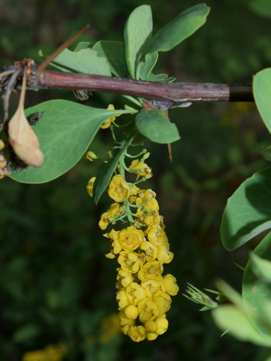 Image of Berberis integerrima specimen.