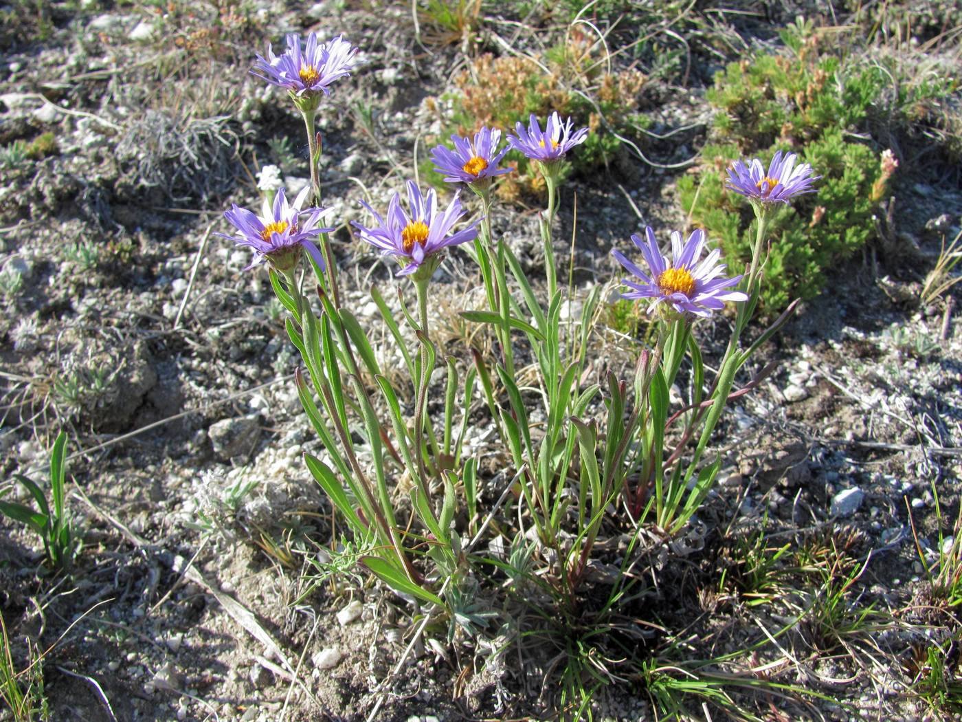 Изображение особи Rhinactinidia eremophila ssp. tuvinica.