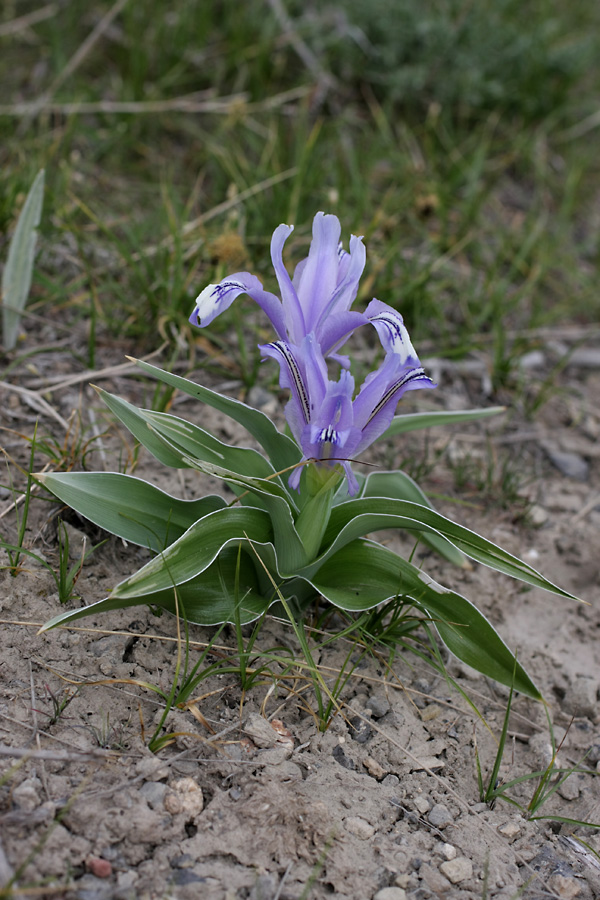 Image of Juno willmottiana specimen.