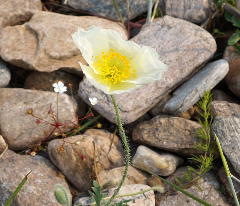 Image of Papaver olchonense specimen.