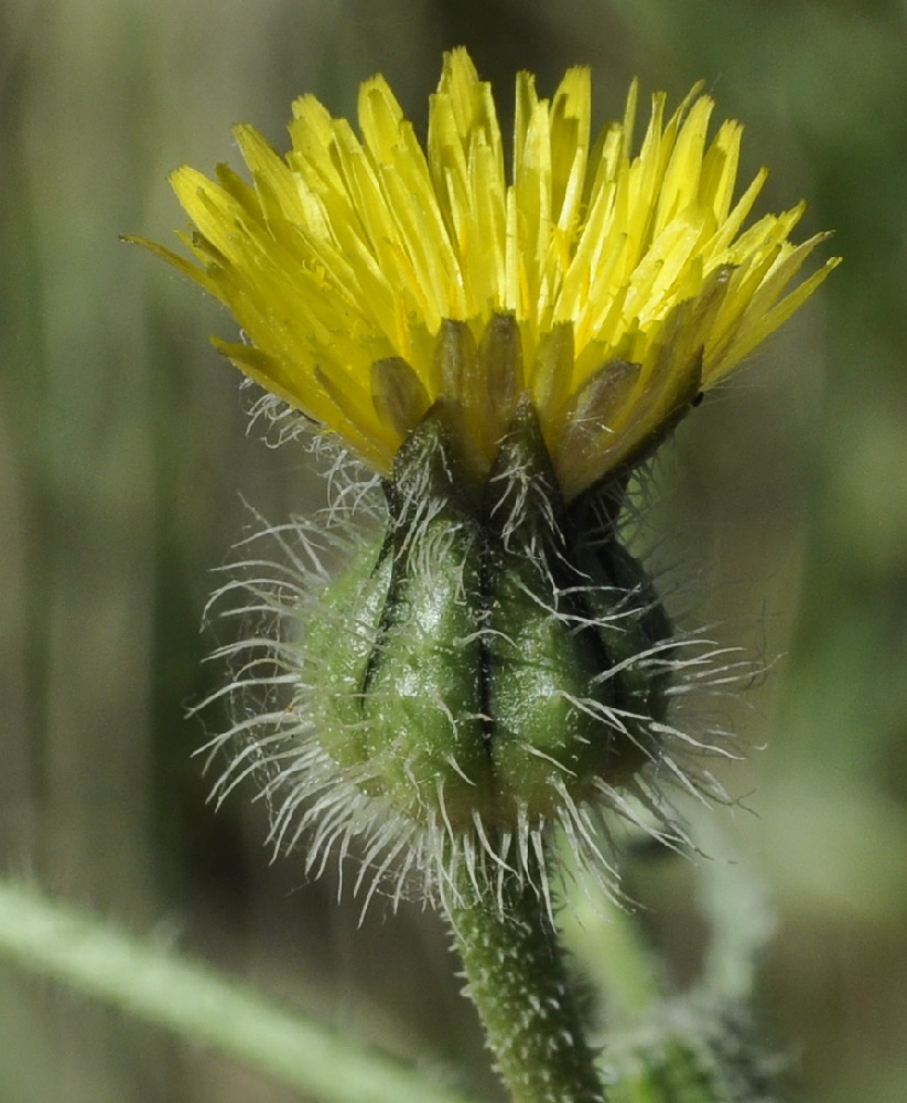 Изображение особи Urospermum picroides.