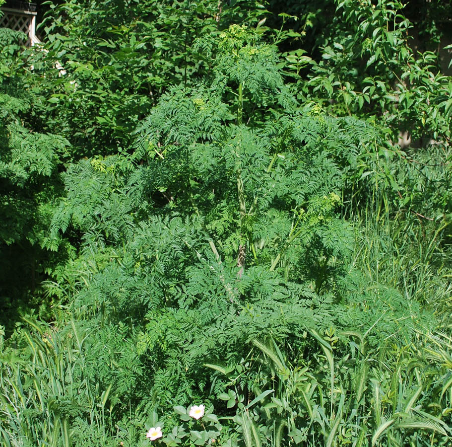 Изображение особи Conium maculatum.