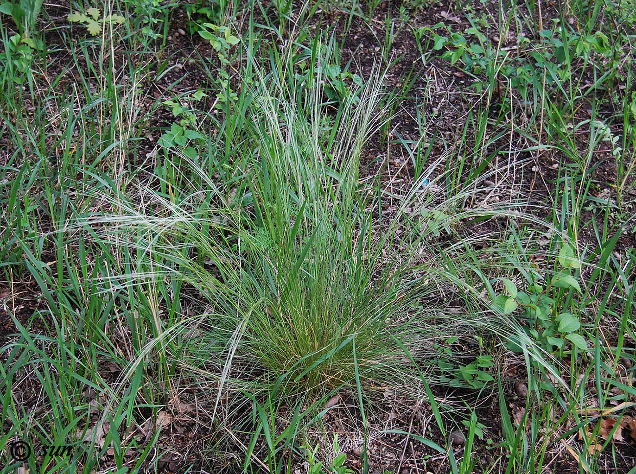 Изображение особи Stipa lessingiana.