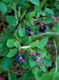 Amelanchier spicata