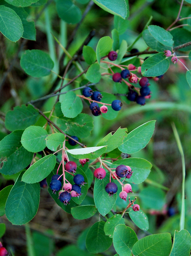 Image of Amelanchier spicata specimen.