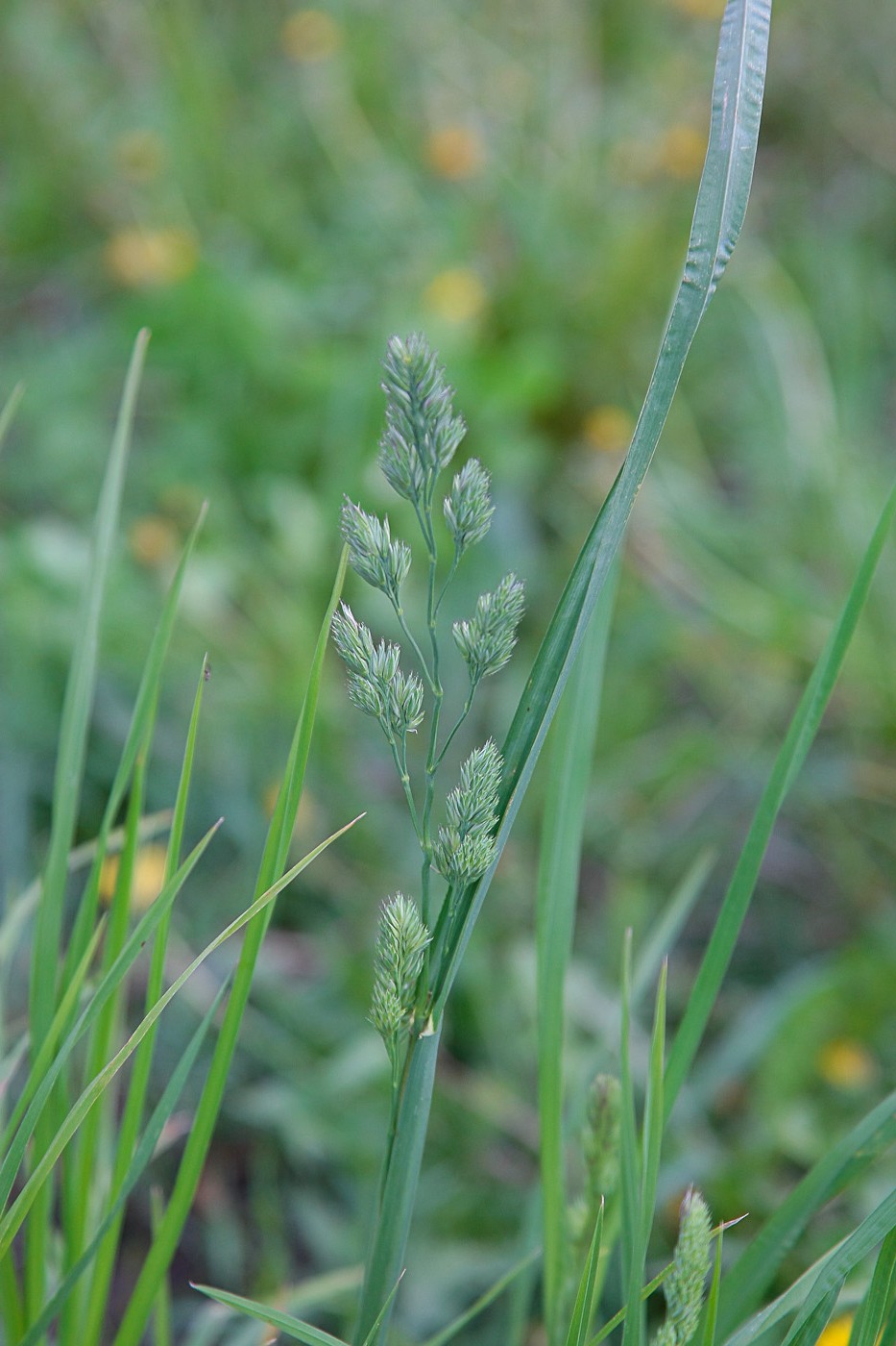 Изображение особи Dactylis glomerata.