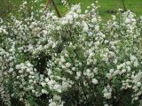 Spiraea × vanhouttei. Цветущие растения. Санкт-Петербург, городское озеленение. 13.06.2009.