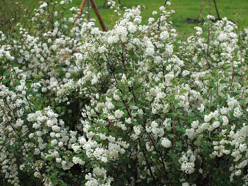 Image of Spiraea × vanhouttei specimen.