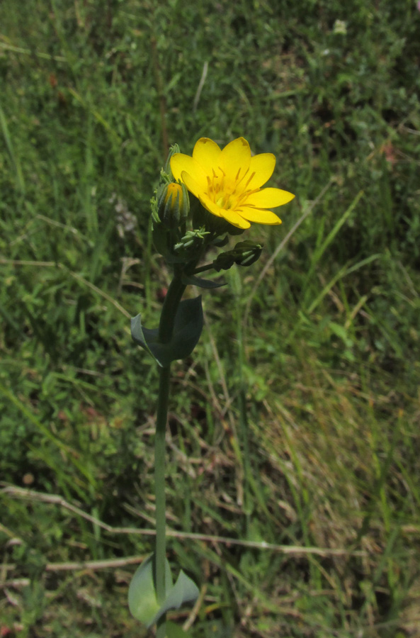 Image of Blackstonia perfoliata specimen.