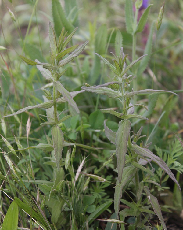 Изображение особи Odontites vulgaris.