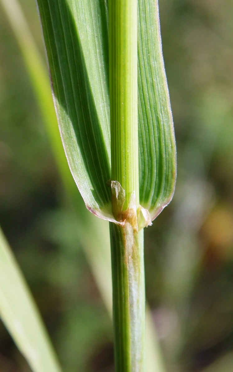 Image of Phleum pratense specimen.