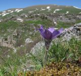 Pulsatilla violacea. Цветущее растение. Адыгея, Кавказский биосферный заповедник, хр. Каменное Море, юго-восточный склон горы Нагой-Кош, ≈ 2050 м н.у.м., на моховой подушке на валуне. 13.06.2016.