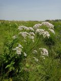 Valeriana